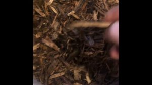 Щепа и стружка в арболите