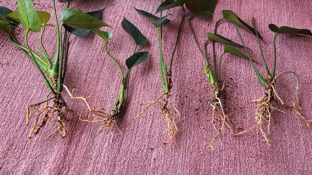 Антуриум чёрный. Пересадка после покупки в магазине. 28.03.2023. смотреть онлайн