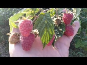 Малина сорт "Кастион" в сентябре 2020 г // Ягодная Империя Анастасии