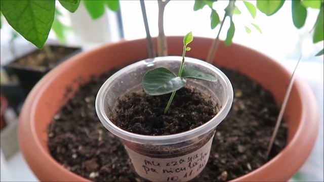 Мои экзотические растения: тропические посевы и зимовка растений 56