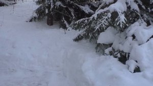 Зимний поход в лес на лесное жилище из КУНГа. Дела лесные.