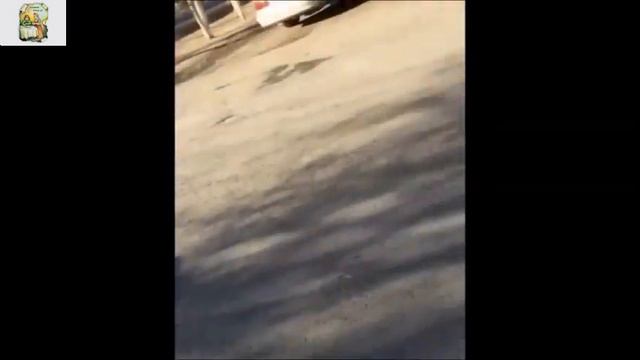 Весёлое видео Смешные животные Funny animals 7 Funny video смотреть онлайн