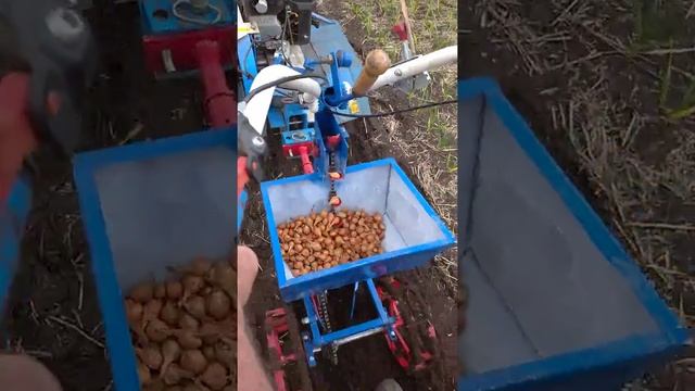 Самодельная сажалка для чеснока и лука.