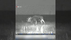 охота на лося в Беларуси