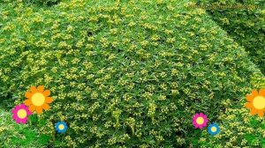 Азорелла собачья, трехвильчатая Нана. Краткий обзор, описание azorella trifurcata 'nana' Nana