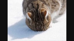 Ночные Снайперы - Кошка