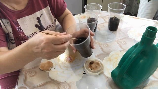 Выращивание абрикосов из косточек в средней полосе