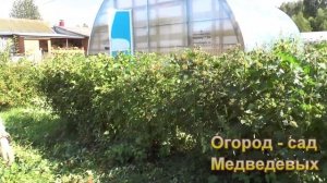 Превращаем бензопилу в кусторез