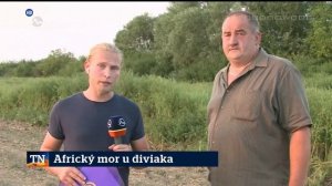 Maďarské diviaky s Africkým morom na Slovensku | 12.8.2019