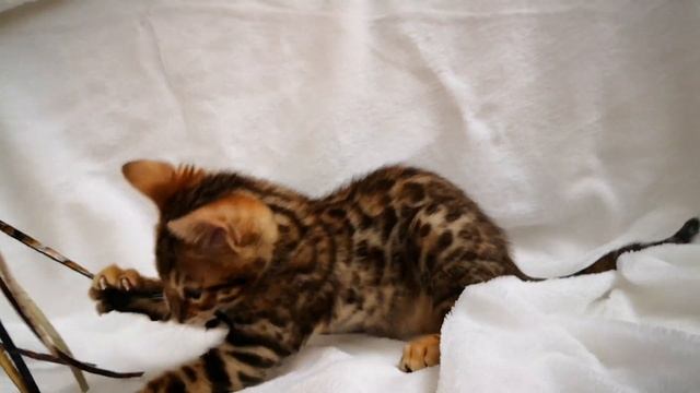 Отправить(3) смотреть онлайн