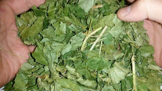 Смородины лист, стебель. Дикорастущая смородина, купить. смотреть онлайн