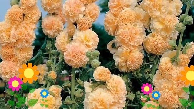 Мальва розовая Chater's Double Apricot. Краткий обзор, описание характеристик, где купить рассада смотреть онлайн