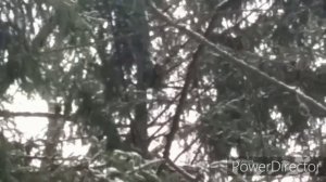 Охота на куницу с лайкой, трудовой кунак рыжего цвета!