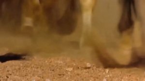 Ботайская культура