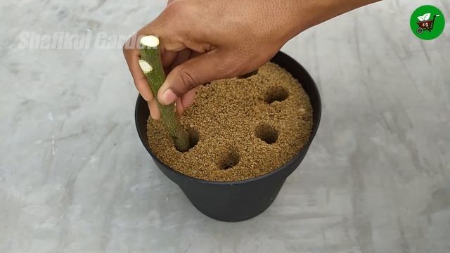 How to propagate lemon tree from cuttings with tissue paper || With 100% success смотреть онлайн