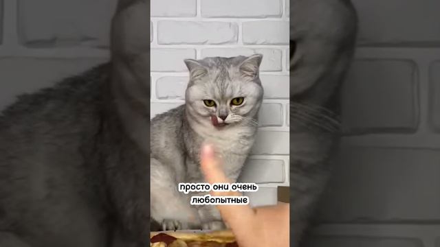 ПОЧЕМУ КОШКА ВЫПРАШИВАЕТ ЕДУ, А ПОТОМ ЕЁ НЕ ЕСТ? #кошка #cats