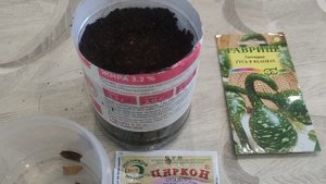 Выращивание лагенарии. Посев лагенарии на рассаду .