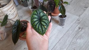 обзор моих алоказий(скальпрум,мело,нобилис,драгон сакайл,ред сикрет,полли и ночь найроби)