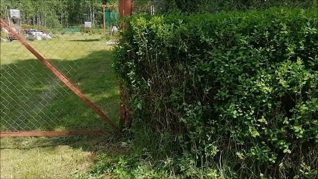 СТРИЖКА ЖИВОЙ ИЗГОРОДИ смотреть онлайн