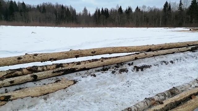 Как сильно лоси любят осину. смотреть онлайн