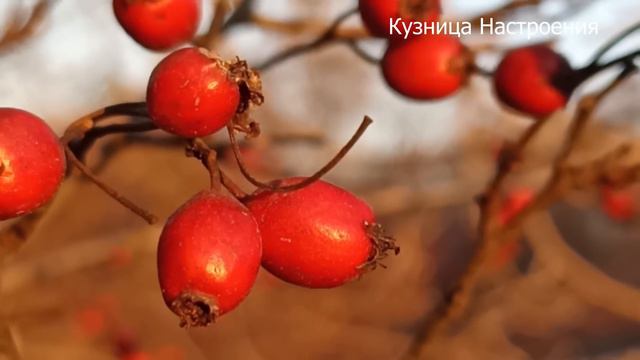 30 декабря Данилов День. Что нельзя делать 30 декабря Данилов День. Народные традиции и приметы.