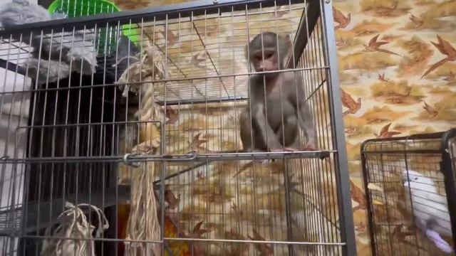 Люська НАУЧИТ КАЖДОГО, как нужно перетаскивать фрукты через решётку) смотреть онлайн