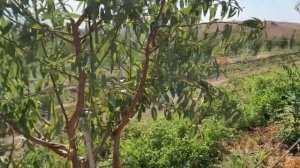 Грузия – органический миндаль на шпалере - крупнейший сад миндаля на капельном орошении