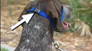 Недоуздок для собак