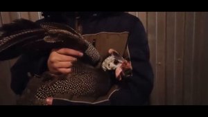Кто такая цесарка?