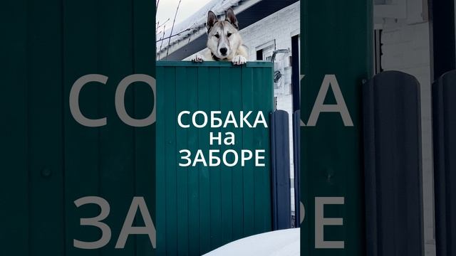 Собака на Заборе