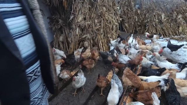 10 советов, чтобы куры неслись зимой как летом. #5 Зимний рацион кур несушек смотреть онлайн