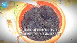 Как вырастить мяту на подоконнике