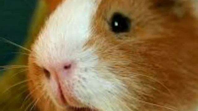 ТОП 5 ГРЫЗУНОВ