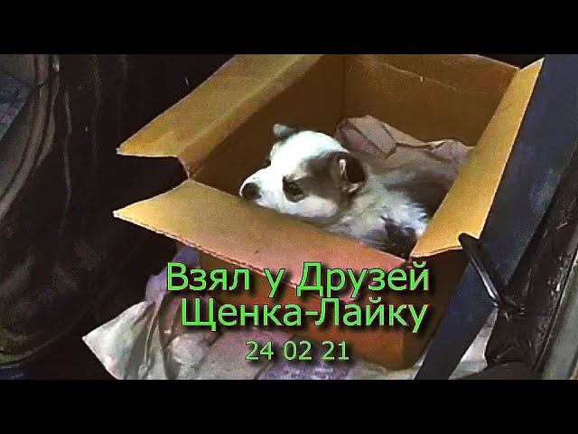 Взял у Друзей Щенка Лайку 24 02 21