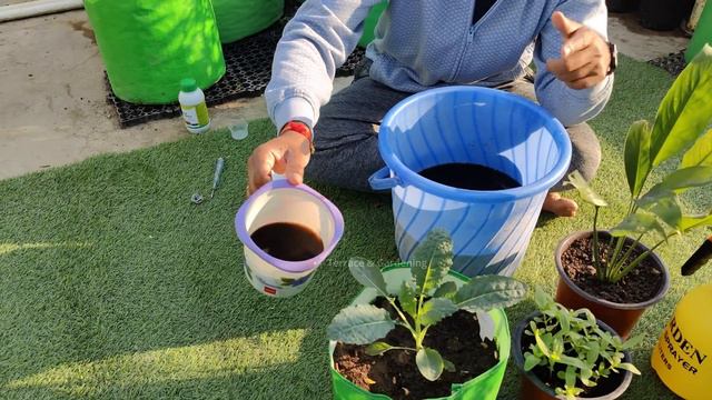 पौधों के लिए टॉनिक का का काम करता है ये फर्टिलाइजर | Seaweed Liquid Fertilizer Uses In Hindi смотреть онлайн