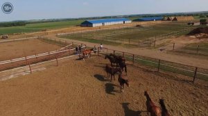 Чемпионы Татарстана: разведение скаковых лошадей| Фермерское дело