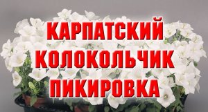 КАРПАТСКИЙ КОЛОКОЛЬЧИК. Как я его распикировала