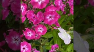 Флокс метельчатый Александра (Flox paniculata Alexandra)