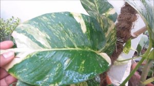 Effective Tips On How To Get BIGGER LEAVES - Money Plant | Caring Tips