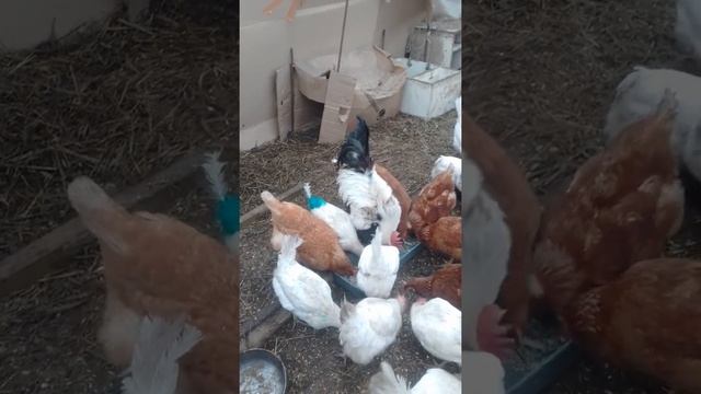 ✏✔Первый опыт содержания зимой курочек  в теплице.