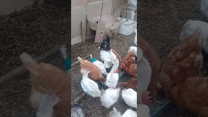 ✏✔Первый опыт содержания зимой курочек  в теплице.