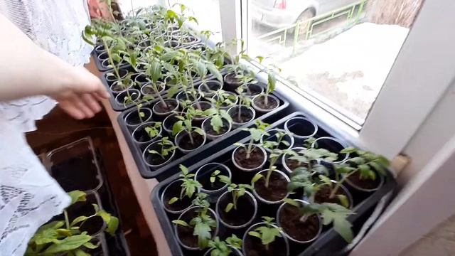 Обзор весенней мартовской рассады | Посадка рассады в квартирных условиях смотреть онлайн