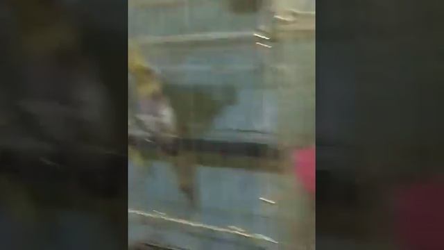 Продам птенцов ручных 2-3мес. с отличным аппетитом и оперением. 89150462814 смотреть онлайн