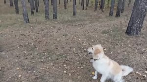 Прогулка в лесопосадке на монгоре. Видео №2. Октябрь 2021