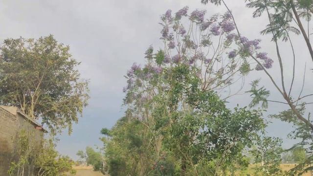 Jacaranda mimosifolia at Farm House April 2021 смотреть онлайн