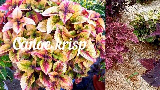 Летний обзор колеусов , 1 часть . Июль 2023 год. смотреть онлайн