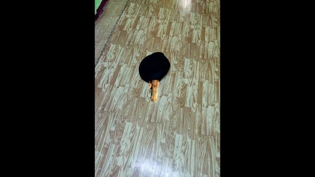 Буктрейлер Живая шляпа смотреть онлайн