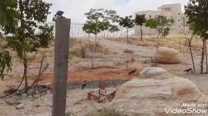 Израиль.Арад.СУББОТА