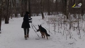 Апортировка и желание играть, Марс приучение к тарзанке, дрессировка немецкая овчарка