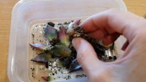 Эхеверия сгнила | Суккулент гниет | Суккуленты из листа